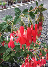 Fuchsia  'Chang'